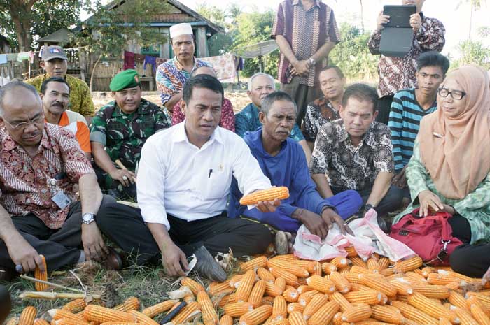 Mentan: Bulog Wajib Beli Jagung Petani Rp2.400 per Kg Pipilan Kering